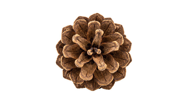 Close-up view of a brown pine cone with intricate scale patterns