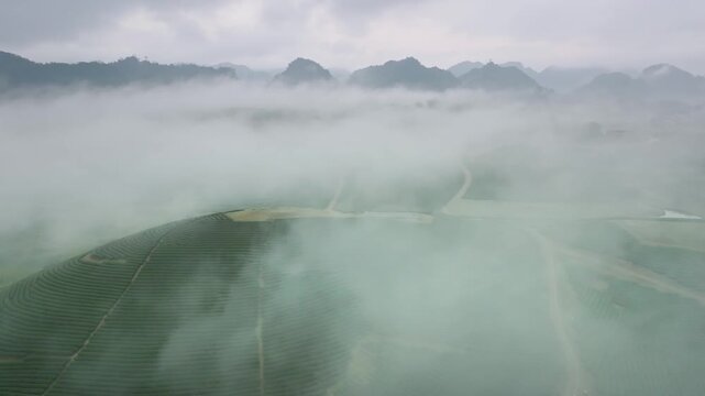 Aerial landscape of neatly patterned tea plantations in Moc Chau, Vietnam, surrounded by rolling hills, farmland, and atmospheric morning mist.