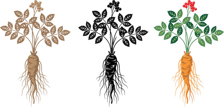 Ginseng root vector plant illustration set showing organic herbal medicine botanical leaves and berries in different color variations