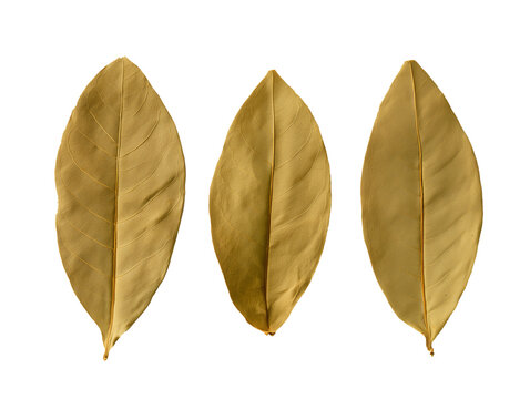 Three Dried Coca Leaves Erythroxylum Coca with Prominent Central Veins and Parallel Lateral Lines Isolated on Transparent Background