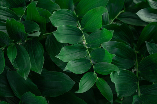 Emerald green leaves background with dark botanical texture. Natural foliage for luxury cosmetics packaging, spa wellness, eco friendly branding and premium minimal beauty design. Polygonatum plant.