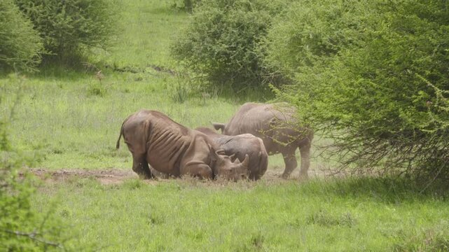 Wild black rhino wallowing and rolling in dust and dirt