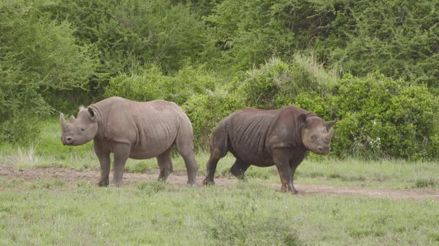 Black rhinoceros rolling on the ground in the wild savanna