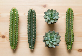 Obraz premium Biophilic design and interior decor, collection of green cacti and succulent plants arranged on a light wooden table for home gardening and wellness