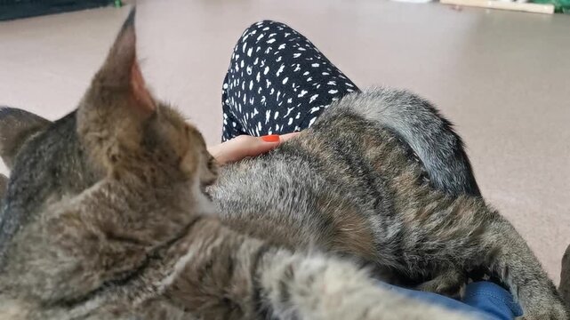 Cute cat sitting on a lap looking at the camera with bright eyes