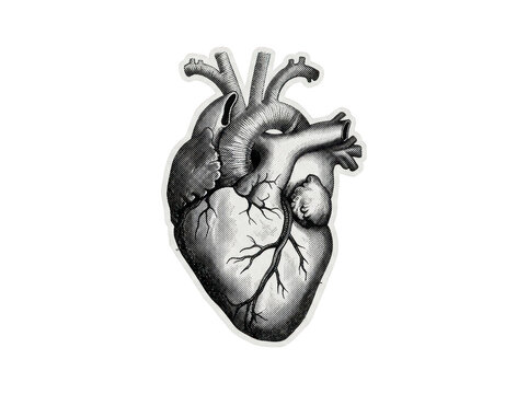 Anatomical human heart engraving illustration with monochrome halftone shading isolated on a transparent background