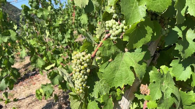 selective focus ripe grapes growing in vineyards of the Rhine Valley