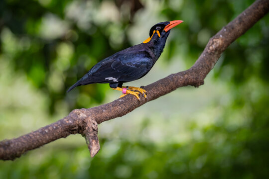 The common hill myna (Gracula religiosa) is a member of the starling family. The popular cage birds, renowned for their ability to imitate speech, the one most frequently seen in aviculture.