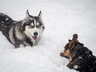 A horizontal shot of a Siberian Husky with blue eyes lying in deep snow and looking at another dog during winter play. © Margarita