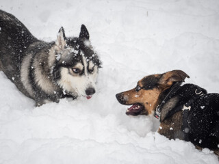 A horizontal high-angle shot of a Siberian Husky and a mixed-breed dog facing each other while playing in deep winter snow. © Margarita