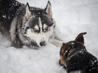 A horizontal close-up shot of a Siberian Husky covered in snow staring intensely at another dog in the winter outdoor space. © Margarita