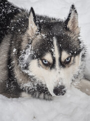 A vertical close-up portrait of a Siberian Husky with piercing blue eyes lying in fresh winter snow covered in snowflakes. © Margarita