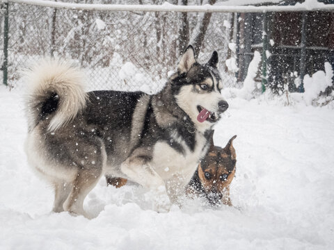 A horizontal shot of a Siberian Husky with open mouth standing in deep winter snow while another dog plays nearby.