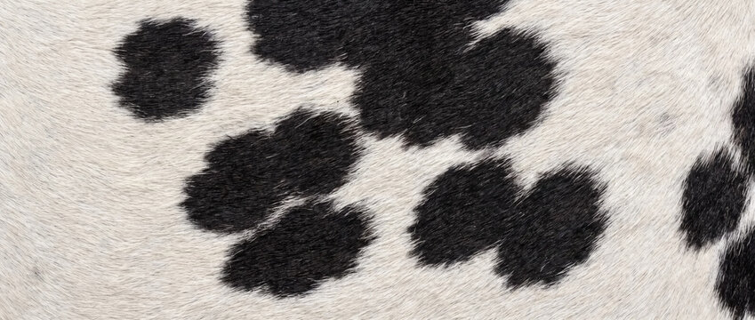 Close up of black and white cowhide. Detailed texture of spotted cow fur and hair. Natural animal print pattern background