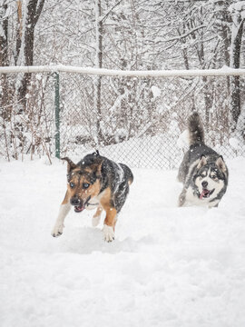 A vertical shot of two happy dogs running fast through deep snow towards the camera during a winter day outdoors.