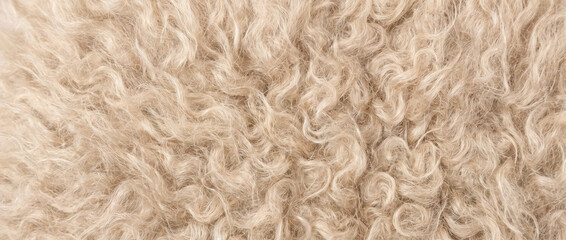 Fototapeta premium Mohair fabric texture. Curly beige wool fleece background