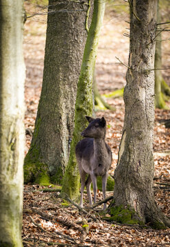 Portrait of a fallow deer. Close-up of the animal.
