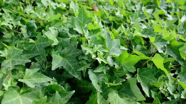 Green ivy leaves ground cover swaying in gentle wind outdoors