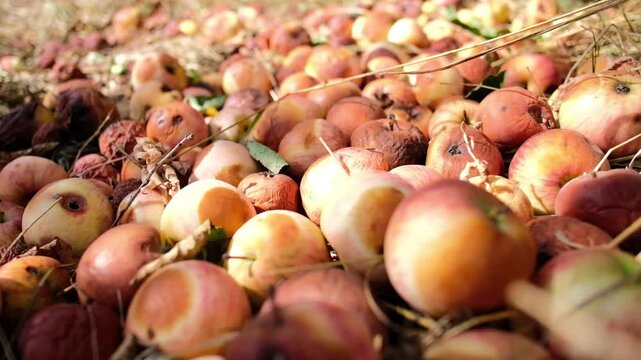 Pile of rotten apples decaying on ground after harvest outdoors