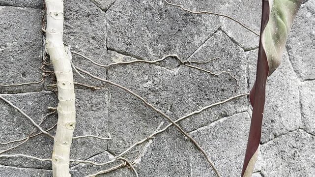 Ant colony moves across exposed roots and a rough stone wall, creating a natural scene for ecology, wildlife, biodiversity, and educational content.