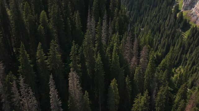 Textured Mountain Forest in the Zanoaga Valley