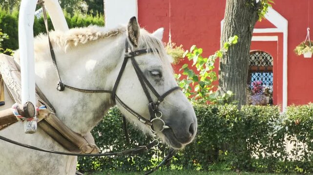 close up of draft horse head in traditional russian harness with wooden arch. horse rests with closed eyes near red building. peaceful horse shows calm animal nature in village