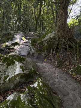 Old stone forest path running between trees with exposed roots and moss-covered rocks.