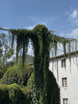 Utility pole and electrical wires completely covered with dense grapevines, forming an unusual shape with long hanging vines.