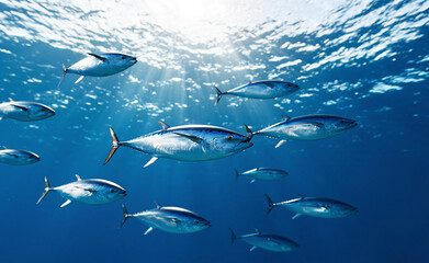 Obraz premium School of tuna fish swimming near ocean surface, seafood