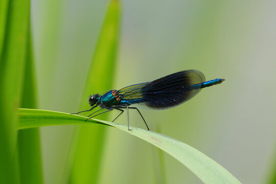 Male banded demoiselle damselfly (Calopteryx splendens) perched on a green plant leaf in nature habitat