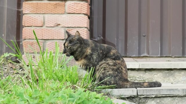 cat eats fresh green grass near brick wall to clean stomach and aid digestion. natural instinct of cat to eat grass for good health. outdoor cat eating grass shows natural wild animal behavior