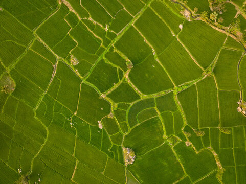 Aerial view of lush green rice paddies with intricate stone pathways and rocky outcrops forming a natural mosaic pattern across the landscape in Hampi, Karnataka, India.