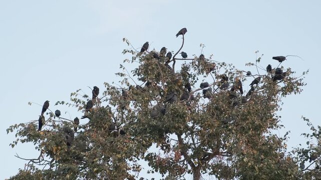 large flock of jackdaw sitting on tree branches before sunset. wild flock gathers for communal roosting and collective decision making. flock behavior shows communication and protection in nature