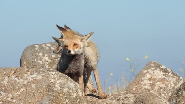 Two red foxes (Vulpes vulpes) engaged in grooming behavior on basalt rocks in the Golan Heights, Israel.