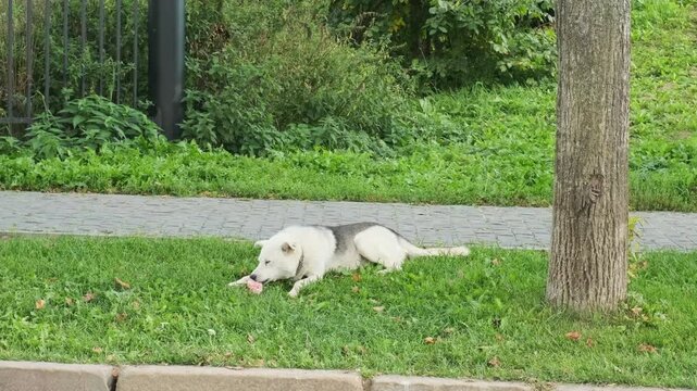 A large white dog is gnawing on a bone on the lawn. The dog is enjoying eating a large piece of meat.
