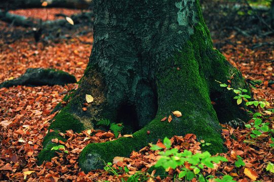 Green fern and red leaf on moss covered tree base in autumn forest
