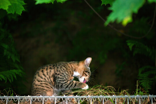 Tabby kitten sitting and licking paws in summer garden