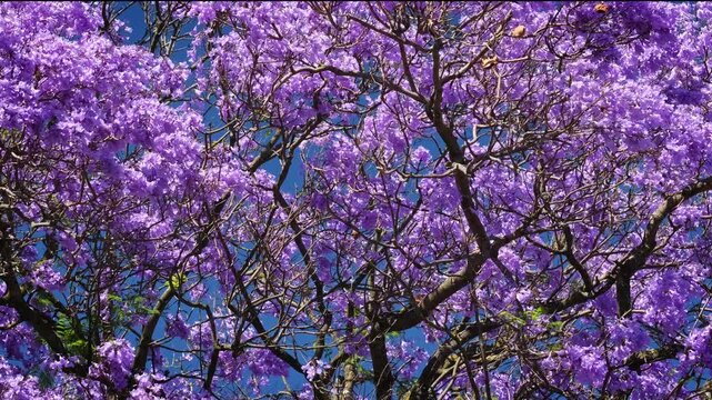 Jacaranda tree in full bloom with purple flowers against a blue sky in Belem, Lisbon, Portugal