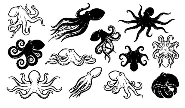 Octopus Silhouette and Sketch Study &ndash; Dynamic Tentacle Poses Marine Vector Collection
