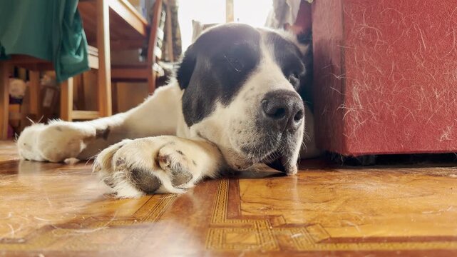 A tired Central Asian Shepherd dog lies resting wearily on a wooden floor indoors. This vulnerable post-surgery scene evokes deep empathy, sorrow, and compassion.
