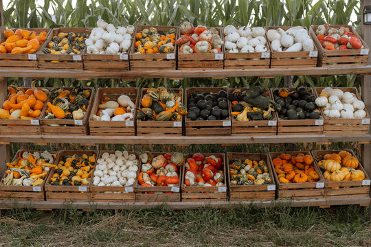 Autumn Pumpkins and Gourds at a Farm Market