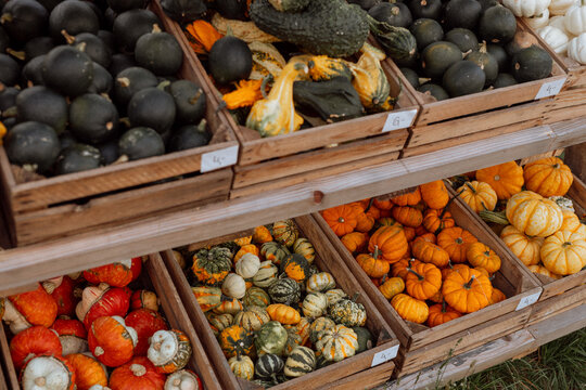 Autumn Pumpkins and Gourds at a Farm Market