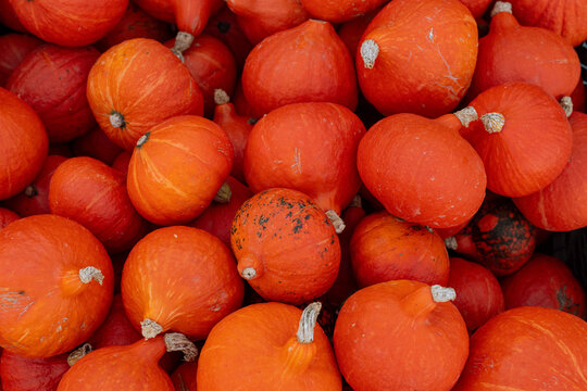 Small Orange Pumpkins in Market Display