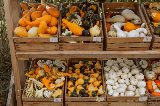 Autumn Pumpkins and Gourds at a Farm Market