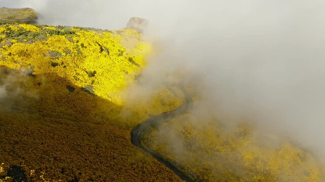 Aerial view of road among yellow Cytisus blooming shrubs near Pico do Arieiro, Portugal in clouds. Pull away out retreat dolly shot