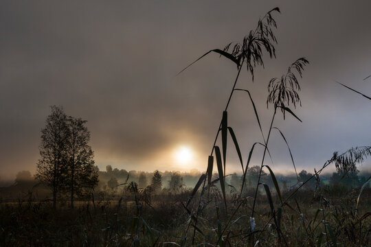 Germany, Bavaria, View of reeds in fog