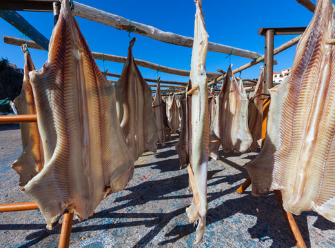 Portugal, Stockfish for drying at Camara de Lobos near Funchal