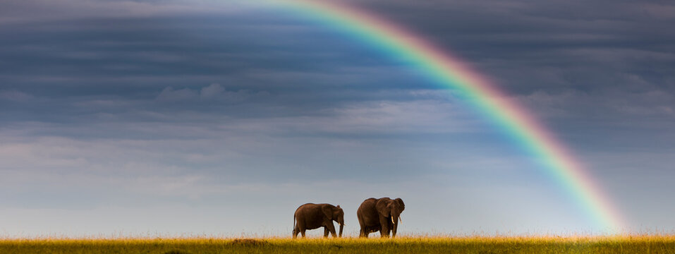 Africa,Kenya, View of African elephants in Masai Mara National Park