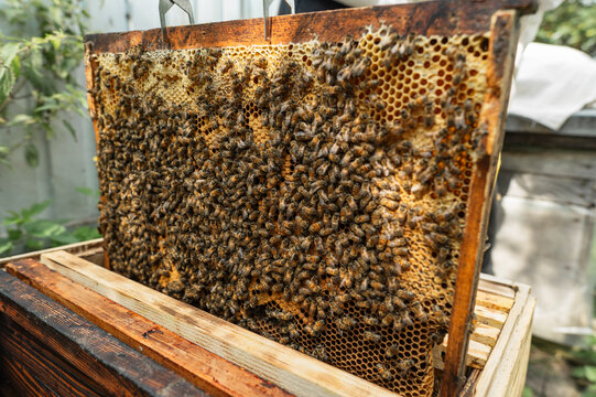 A honeycomb frame holds many busy bees at an outdoor apiary