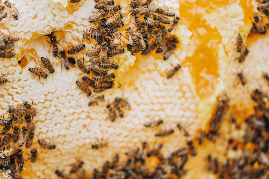 A bee swarm produces sweet honey on a golden honeycomb